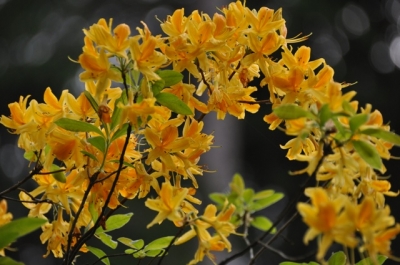 Die Wunderblume von Lendorf 