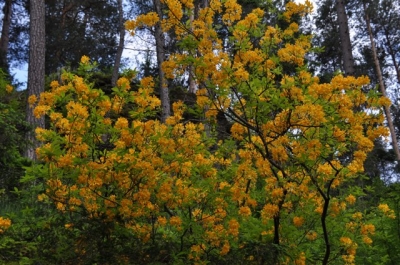 die Wunderblume von Lendorf_11