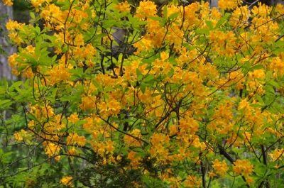 die Wunderblume von Lendorf_12