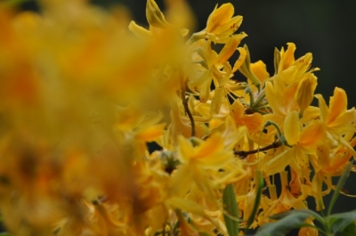 die Wunderblume von Lendorf_13