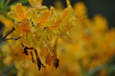 die Wunderblume von Lendorf_14