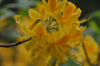 die Wunderblume von Lendorf_15