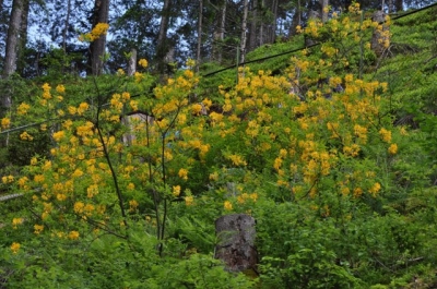 die Wunderblume von Lendorf_16