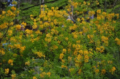 die Wunderblume von Lendorf_17