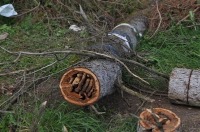 die Wunderblume von Lendorf_18