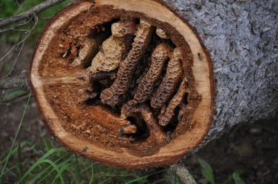 die Wunderblume von Lendorf_19