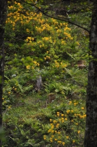 die Wunderblume von Lendorf_1