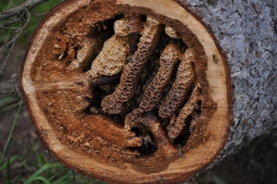 die Wunderblume von Lendorf_20