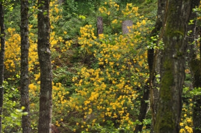 die Wunderblume von Lendorf_2