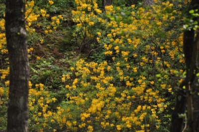 die Wunderblume von Lendorf_3