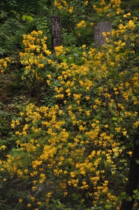 die Wunderblume von Lendorf_4