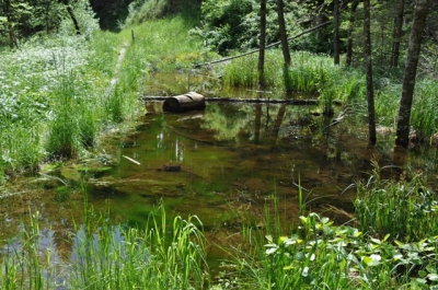 die Wunderblume von Lendorf_5
