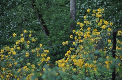 die Wunderblume von Lendorf_6