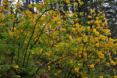 die Wunderblume von Lendorf_7