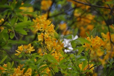 die Wunderblume von Lendorf_8