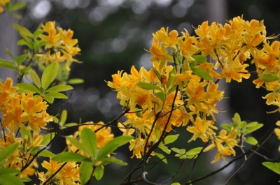 die Wunderblume von Lendorf_9